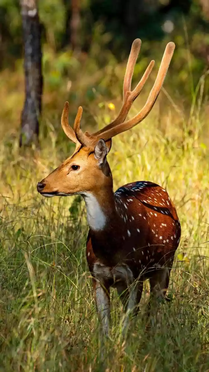 India's Forests Face New Questions As Rainfall Behaviour Continues To Shift