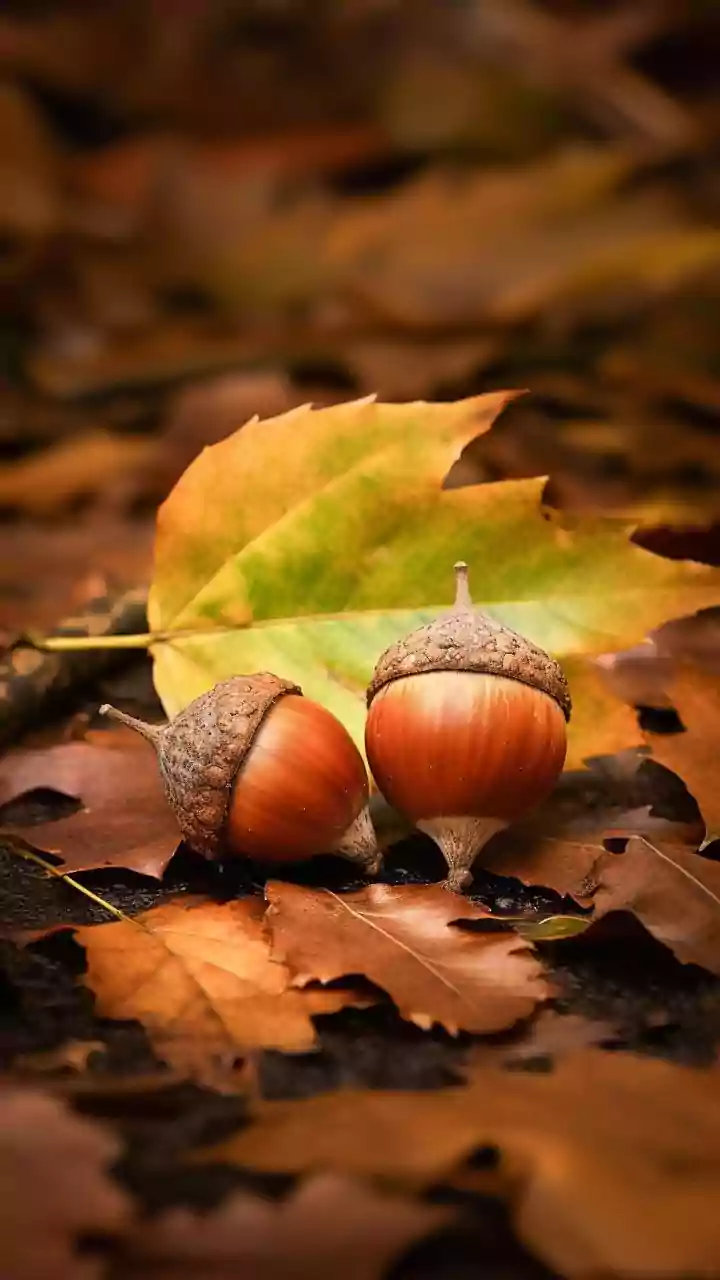 Capricorn Horoscope Today, December 10, 2025