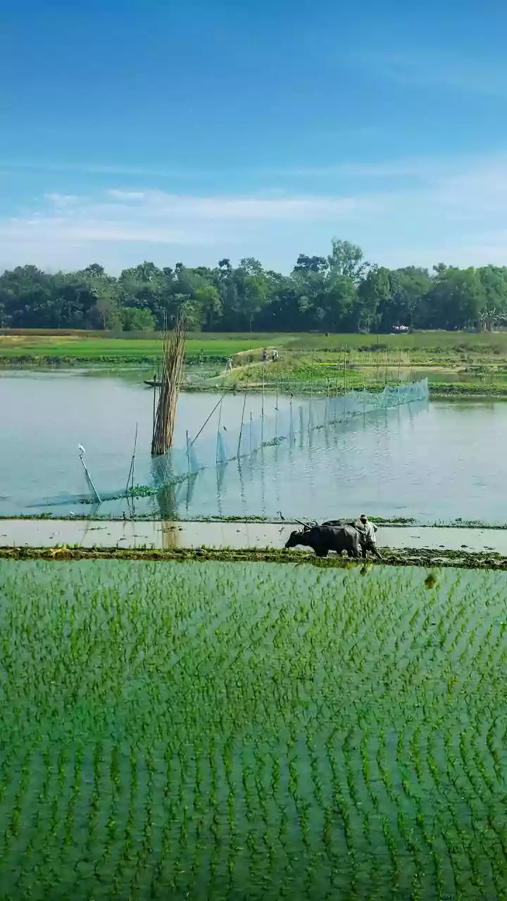 South Kashmir Crops Ravaged by Flash Floods