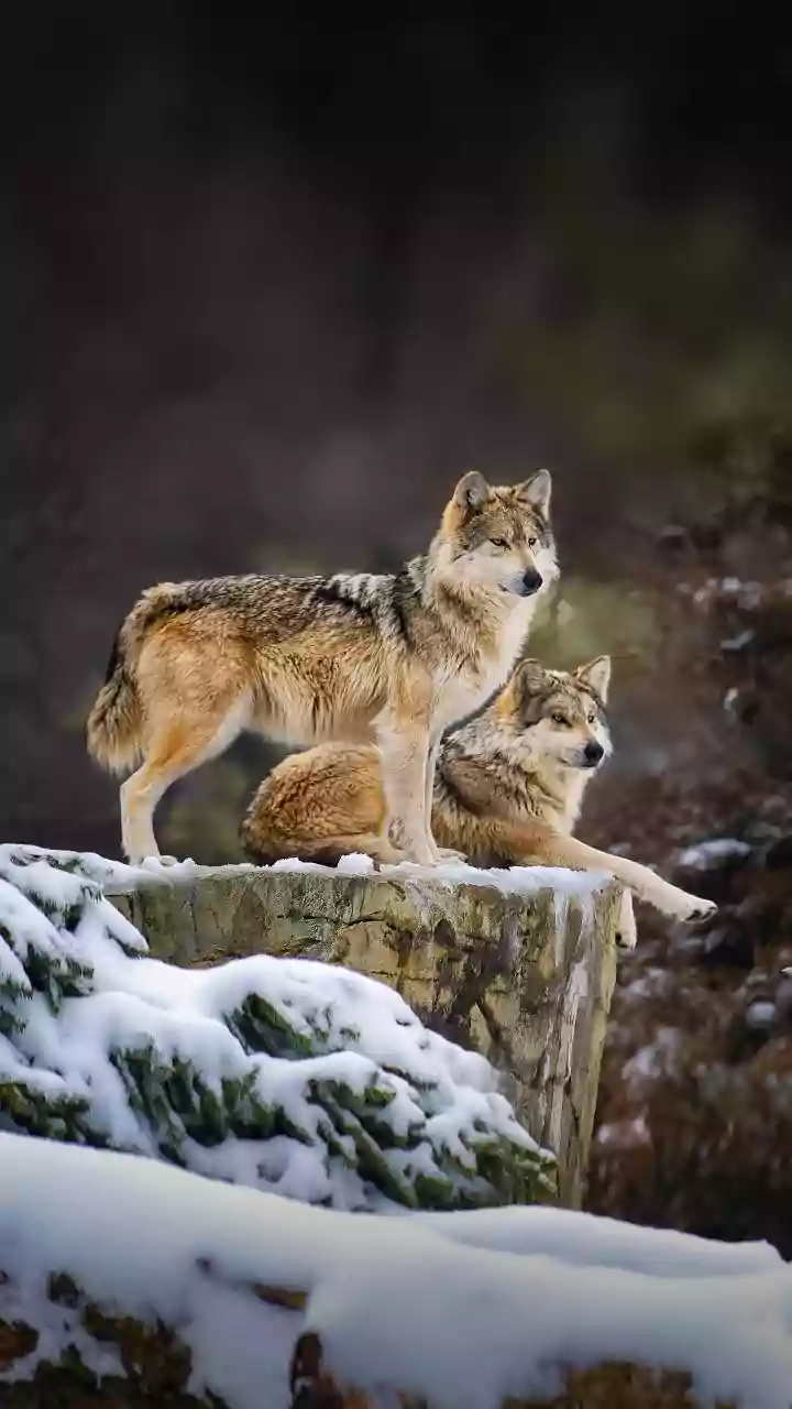 Por que humanos levaram dois lobos selvagens para essa ilha remota há 5 mil anos?