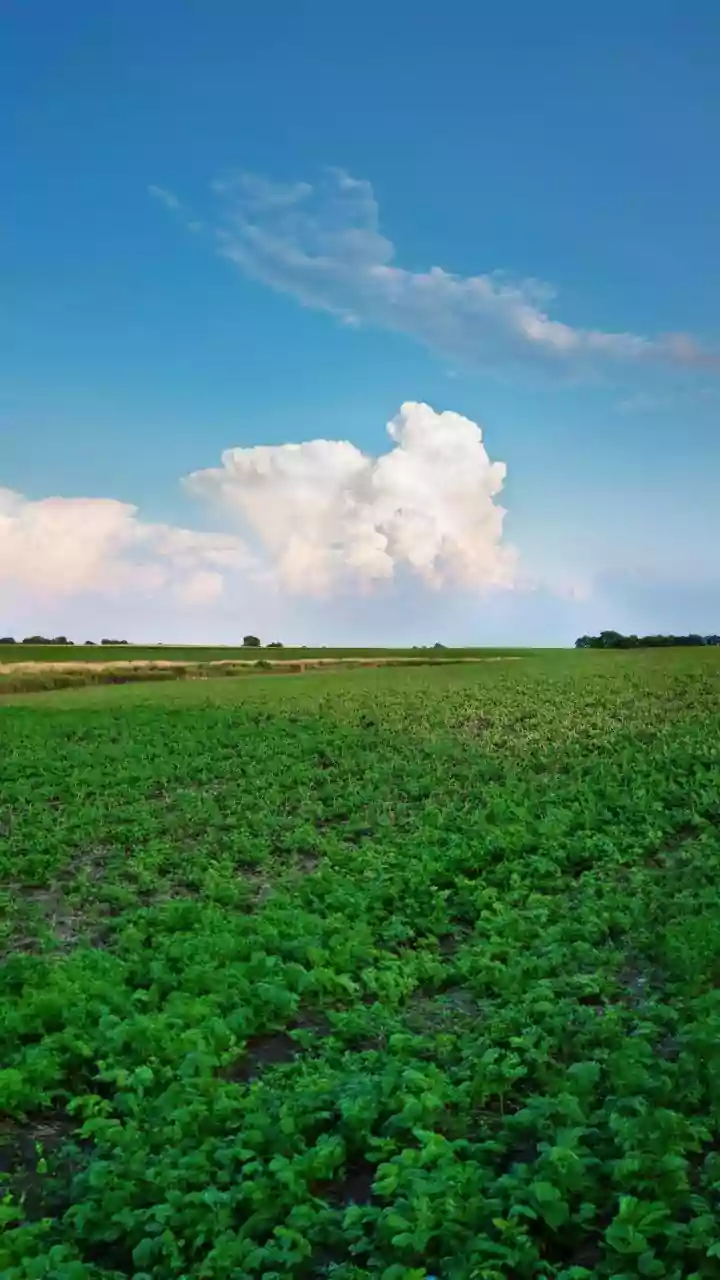 The August Sowing Window Keeps Local Rainfall Tied to the Current Update