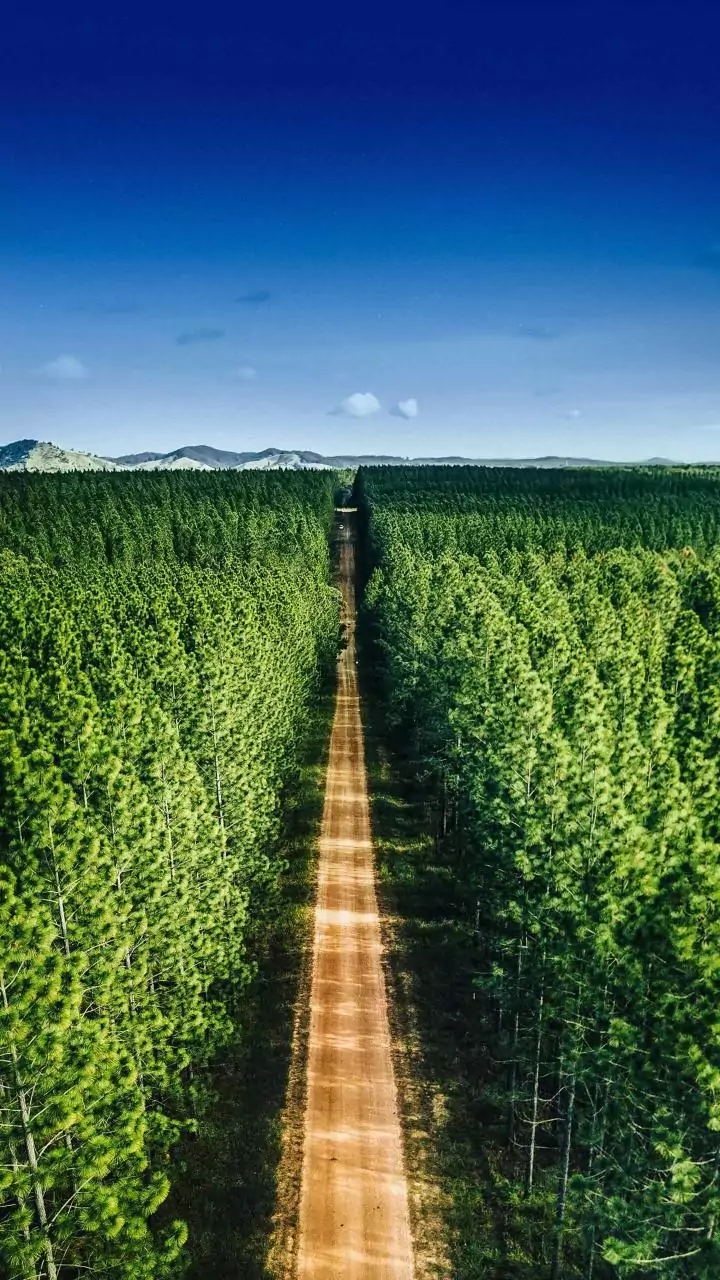 Chhattisgarh: Over 4.19 lakh screened under health drive in remote pockets of Bastar