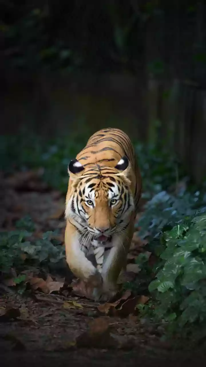 Inside India's Tiger Reserve Extensions: How Relocation Missions Protect Genetic Diversity