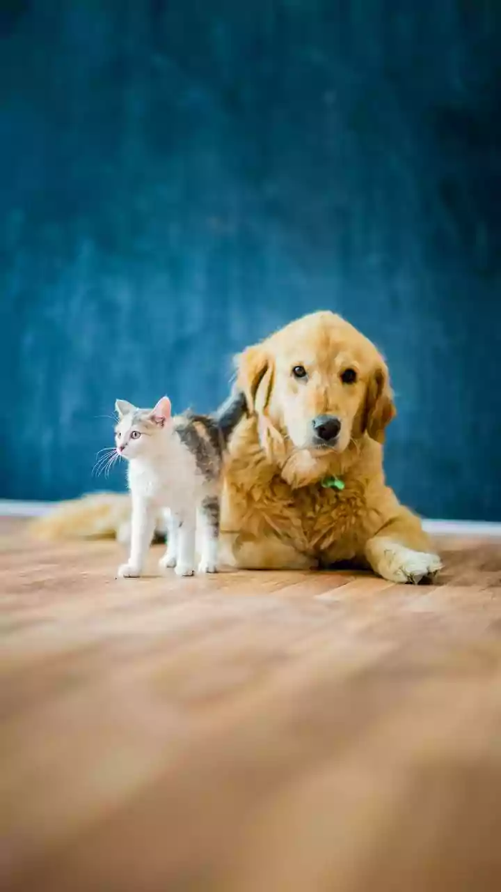 What Dog and Cat Interactions Reveals About the Future of Momentary Pet Contact, Not Simple Ownership