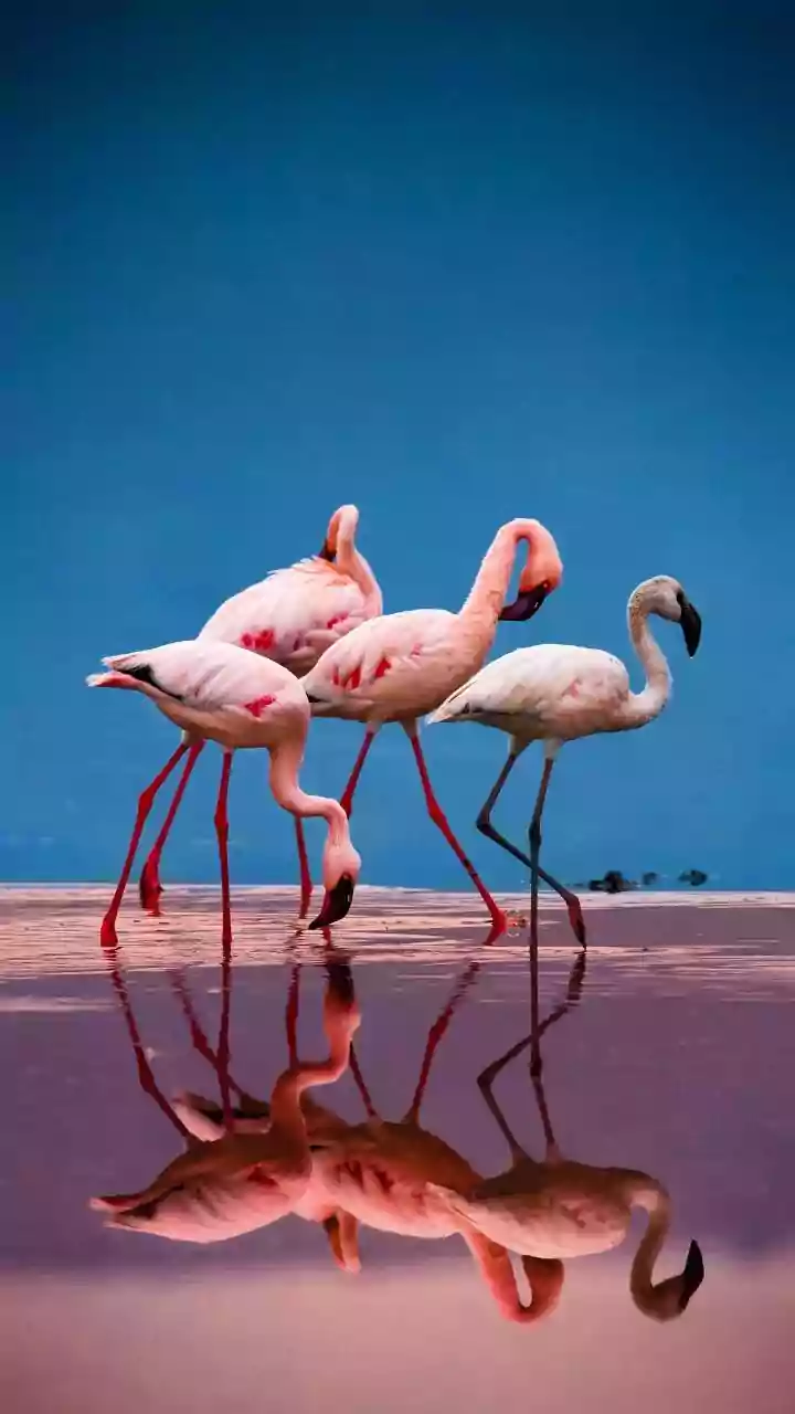 Flamingo Fever In Navi Mumbai! Don't Miss Your Last Chance To Watch This Visual Spectacle, Complete Guide To Locations, Timings & Best Views