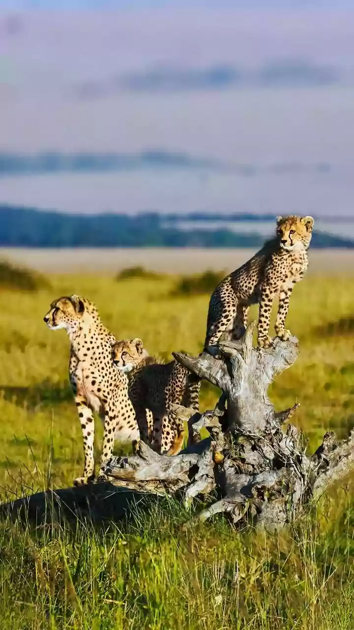 Cheetah's Ancient Secrets: Unveiling Genetic Mysteries