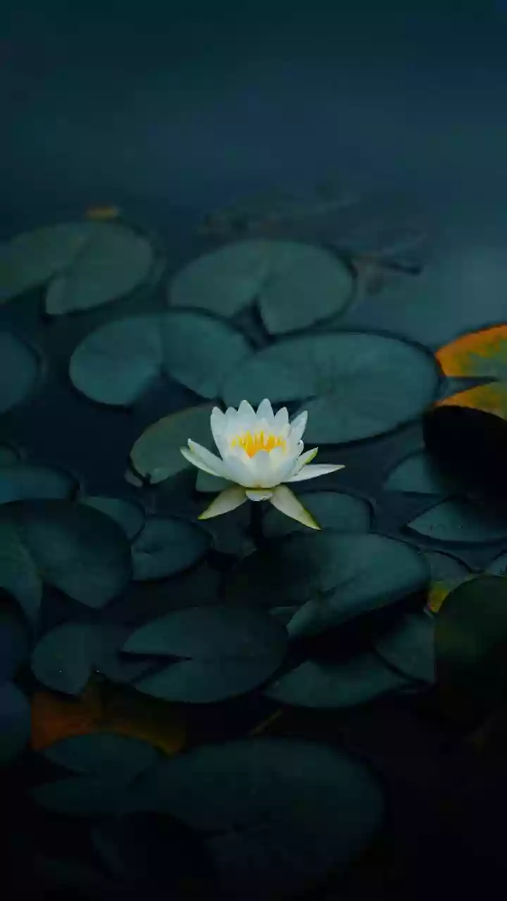 Nature's Nocturnal Wonders: Plants That Bloom Under the Moonlit Sky