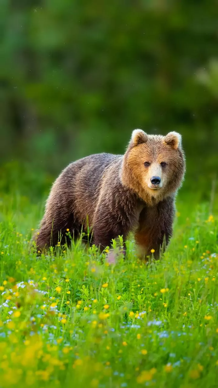 U'khand: CM Dhami speaks to student injured in bear attack in Chamoli school