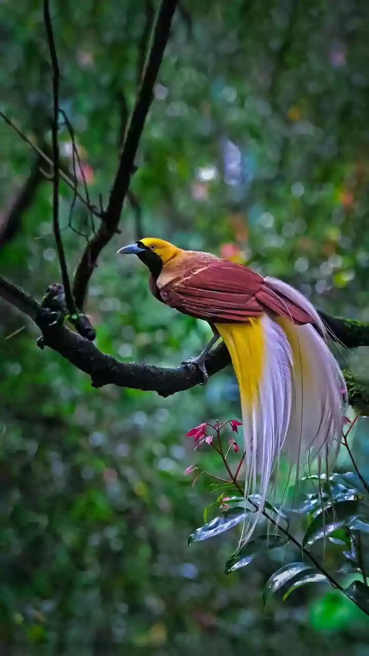 India's Summer Avifauna: Six Dazzling Birds to Spot This Season