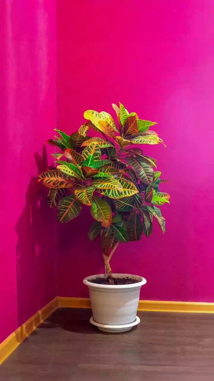Easy Indoor Plants That Flourish During The Rains