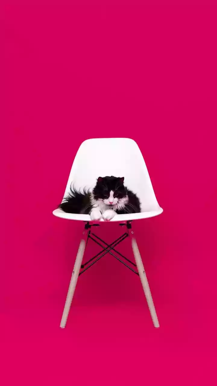 Four-Legged Family Members Are Now Design Clients