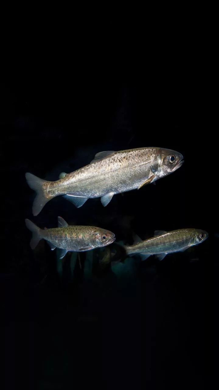 Psilocybin's Calming Effect: How Magic Mushrooms Reduce Aggression in Fish