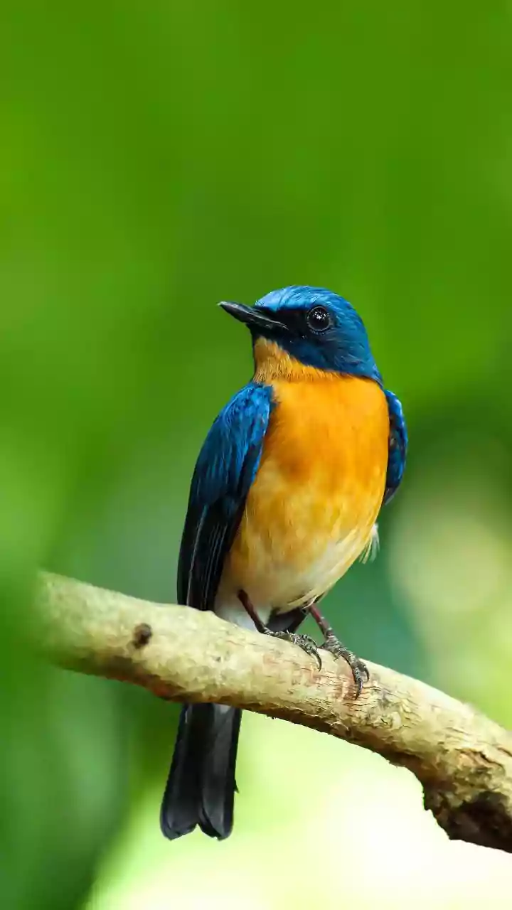 The New South Andaman Birding Trail Makes Guide Quality Harder to Ignore