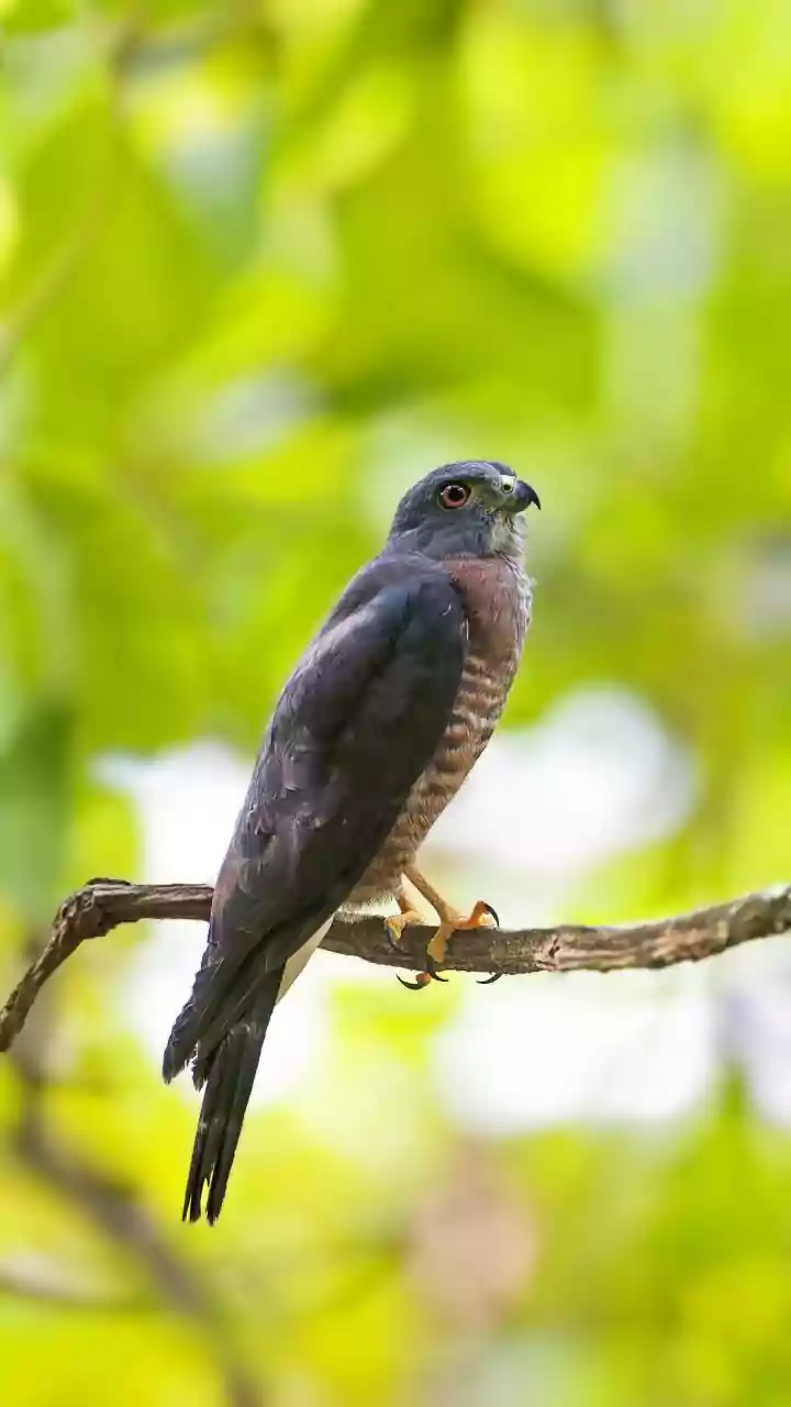 Checking Guide Quality Can Help Nature Travellers Avoid a Poor Decision after South Andaman's Rainforest Birding Trail