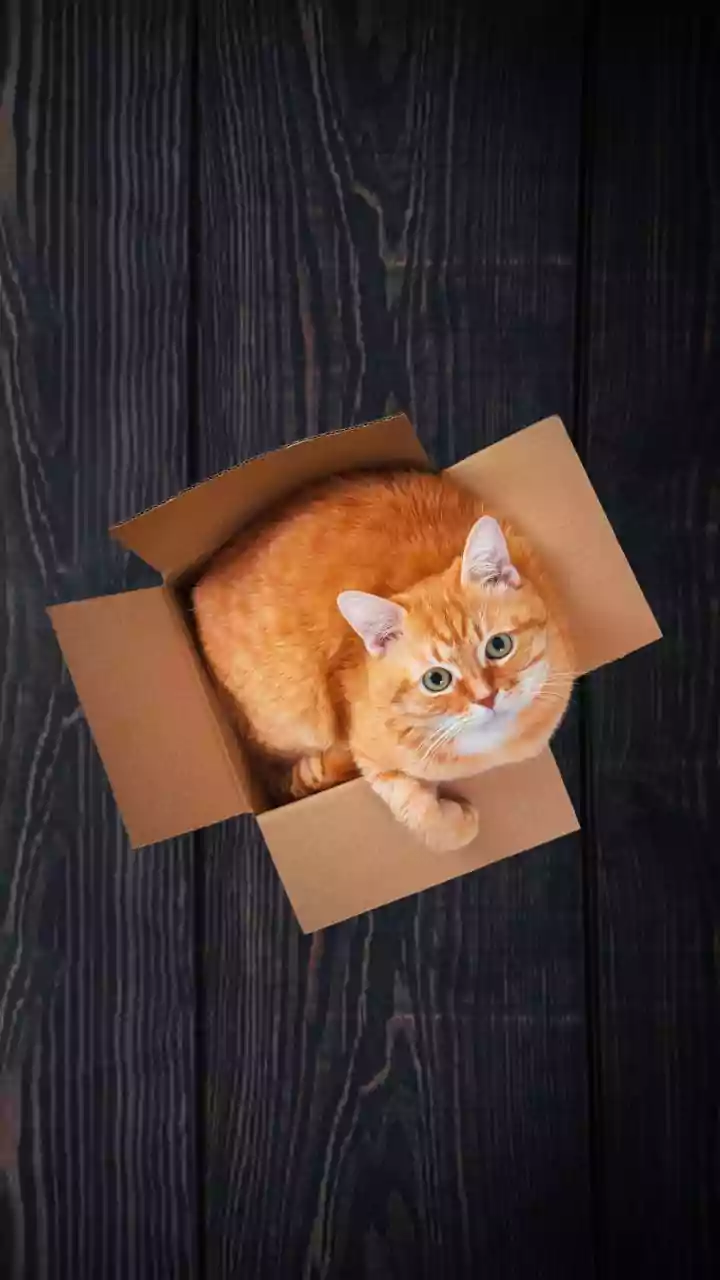 Construct Creative Cardboard Havens Help Local Stray Cats Survive Rains