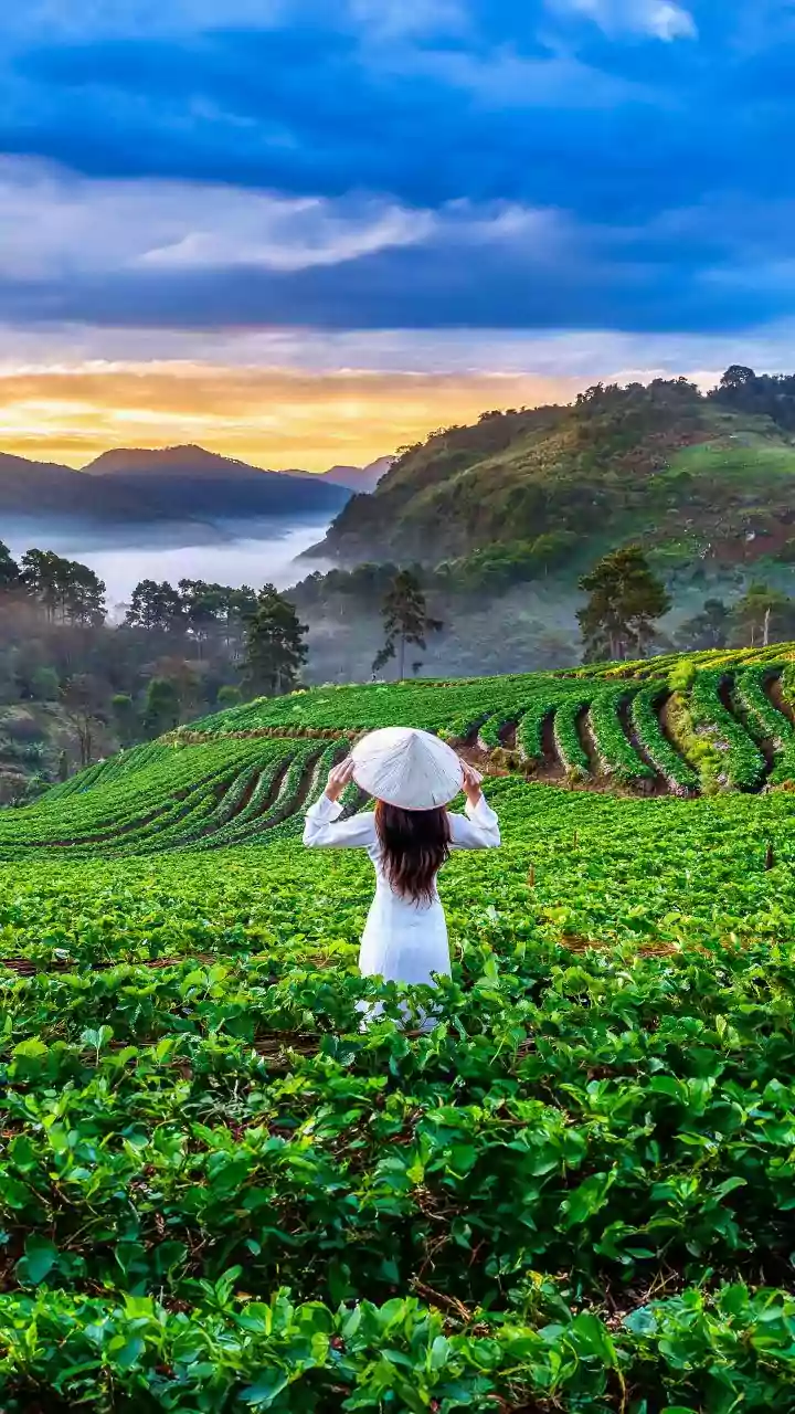 India's Indigenous Strawberry Project: The Meaning of 10-15 Years