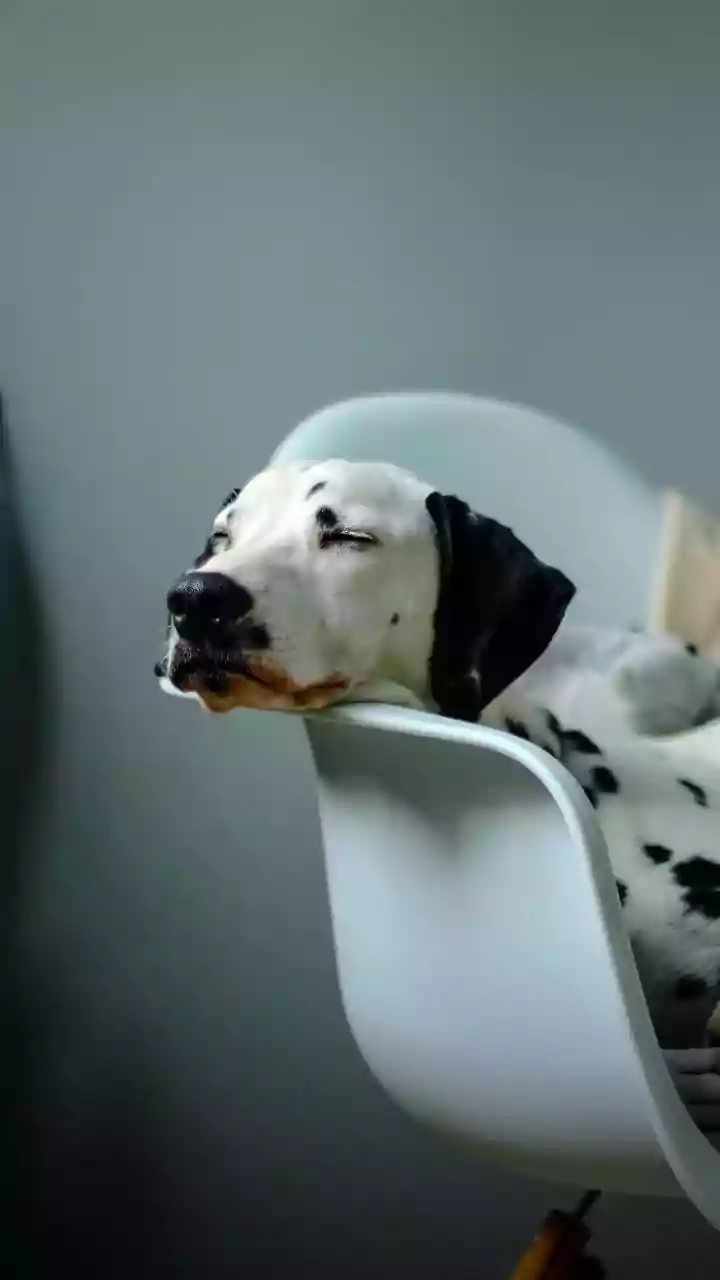 Revolutionizing Pet Care: 5 Essential AI Gadgets for the Modern Pet Parent