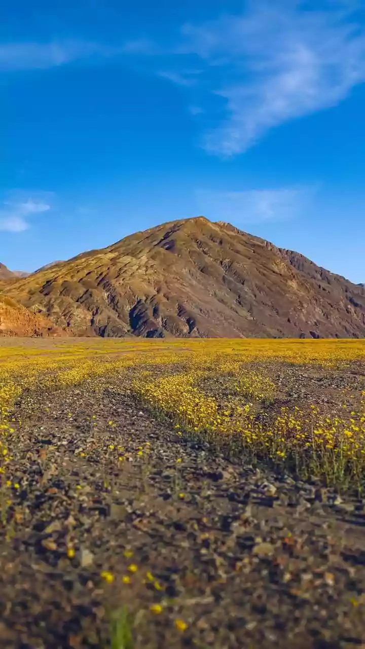 Death Valley’s Rare ‘Superbloom’ Leaves World Awestruck! ‘Once-In-Lifetime Miracle’