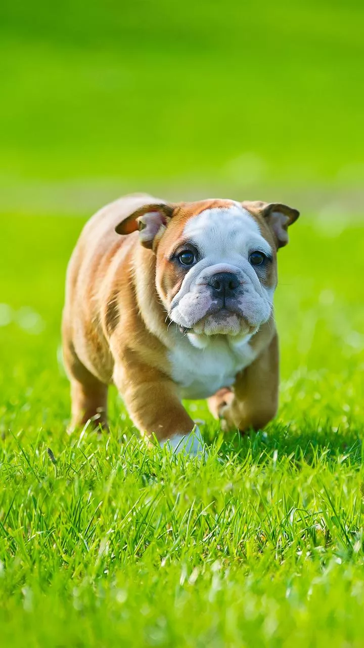 Air temperature can fool you—ground heat is what makes summer pet walks risky first