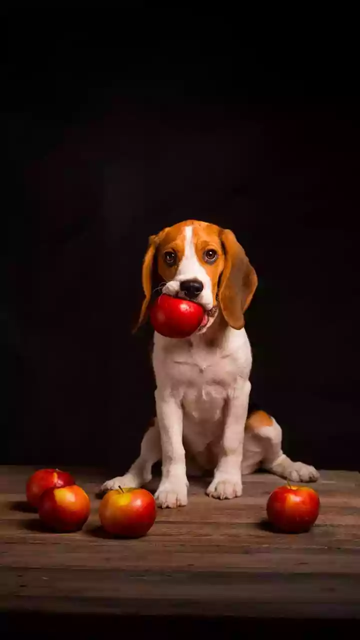 Cachorro com mau hálito persistente: como a limpeza com maçã e petiscos naturais resolve o bafo de onça