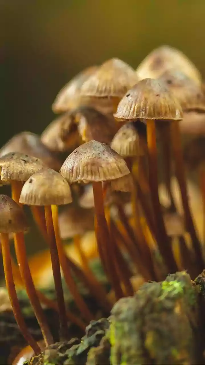Why Urban Micro-Farms Choose Spent Coffee Grounds For Scalable Mushroom Yields