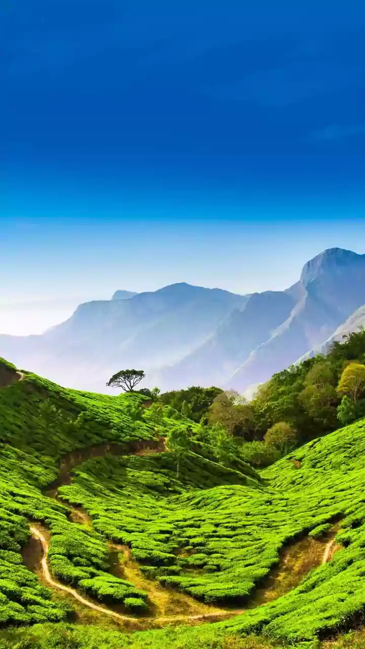 Munnar's Scenic Journeys: More Double-Deckers Arrive!