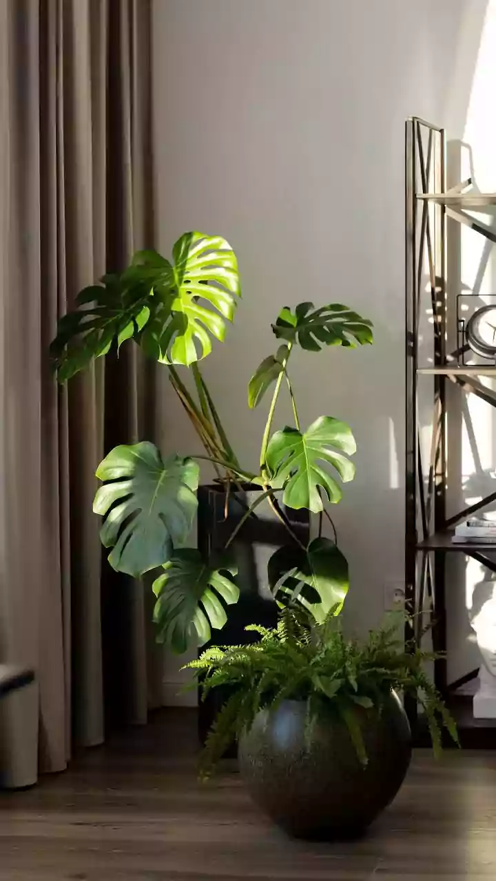 Energia pesada? Veja as plantas que você não deve ter dentro de casa