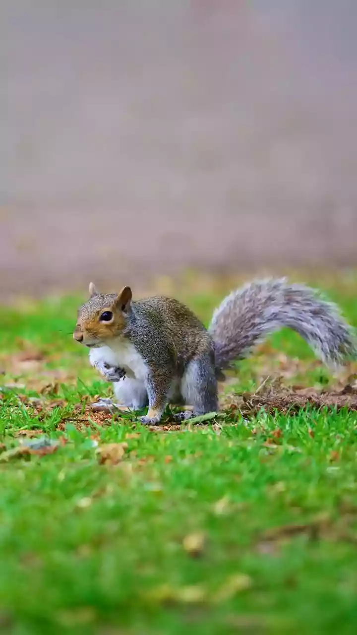 Video Of Squirrel Eating A Lizard Looks ‘Straight Out Of Horror Film’ — Wait, This Is Not AI But Creepy