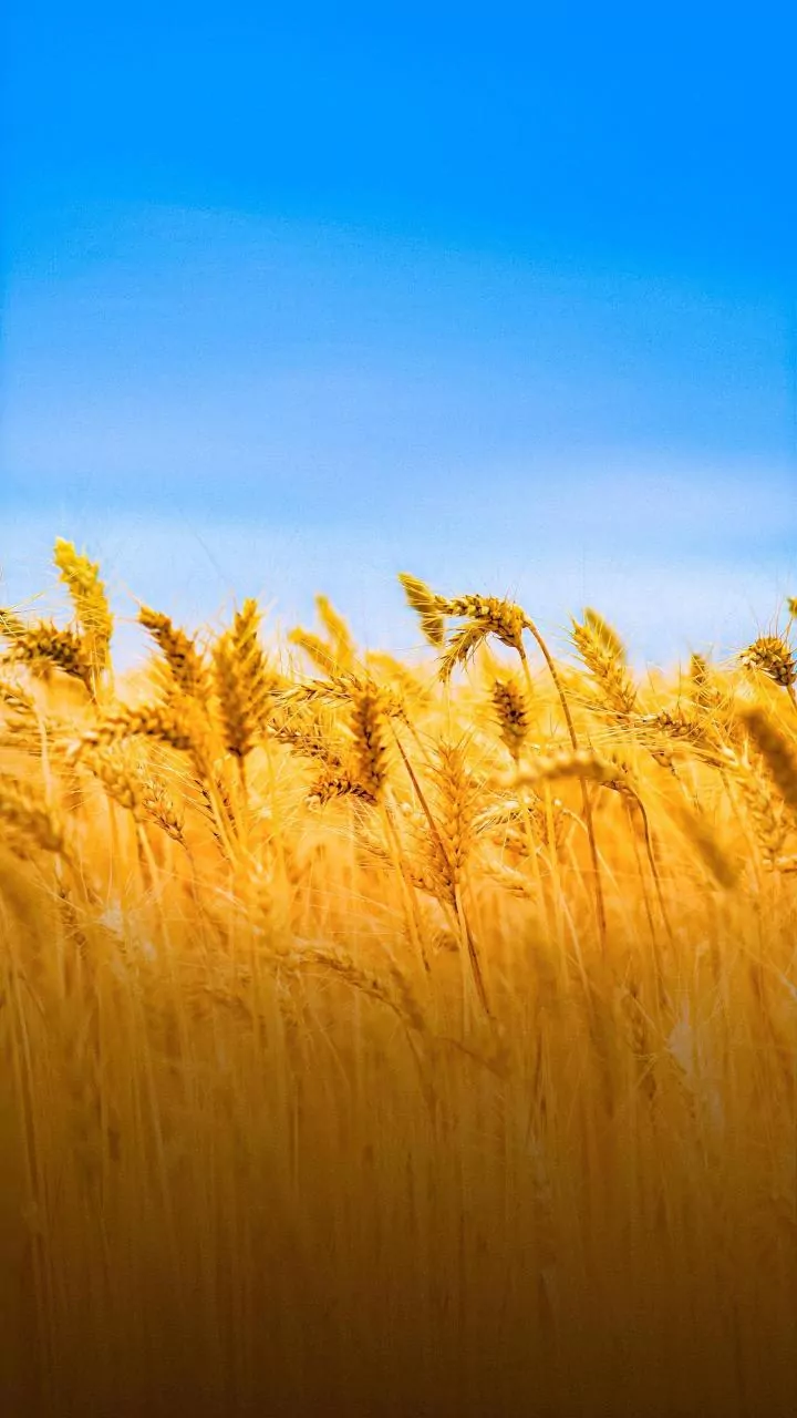 Baisakhi 2026: Embrace Harvest, Faith, and New Beginnings with Joyful Wishes