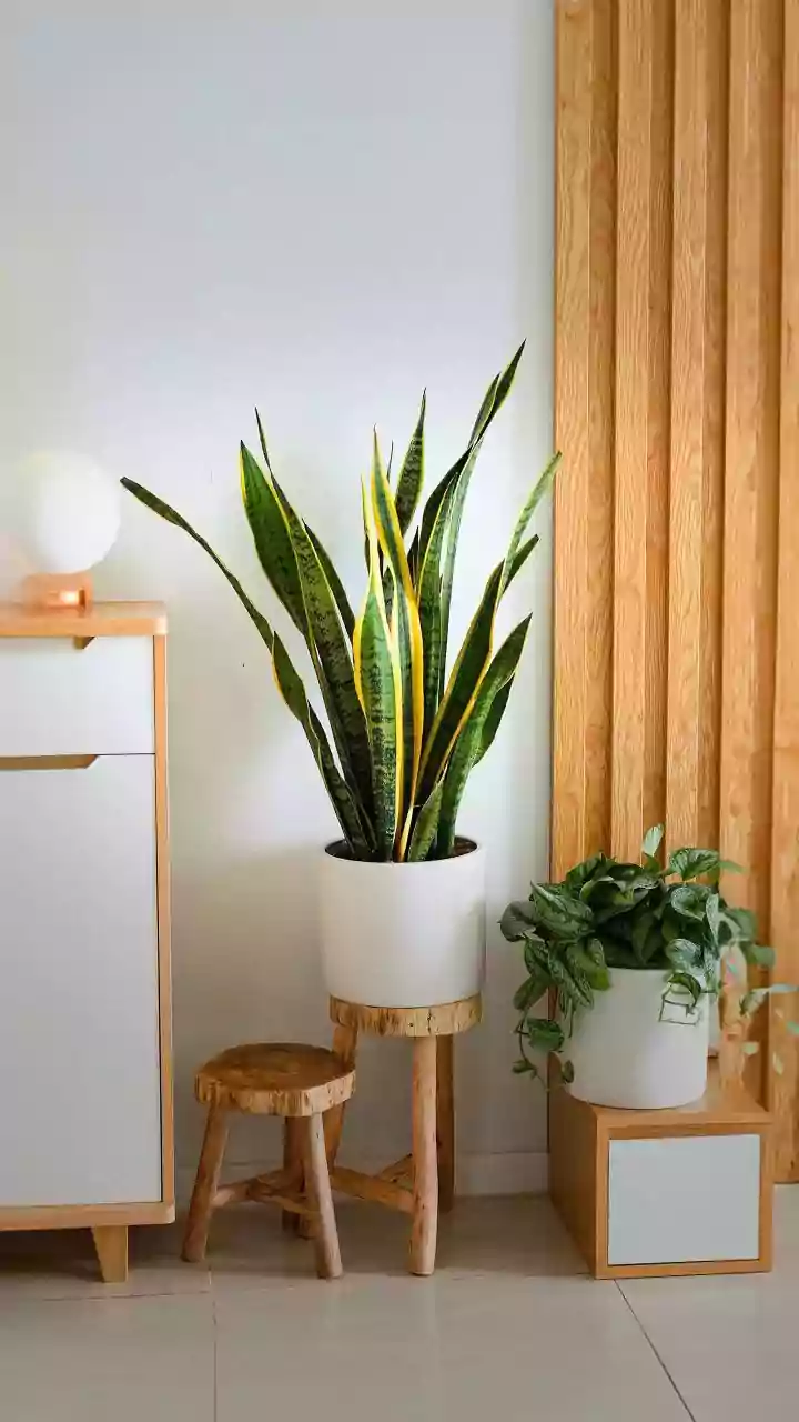 Apartment-Friendly Plants That Love Humid Weather And Need Minimal Maintenance