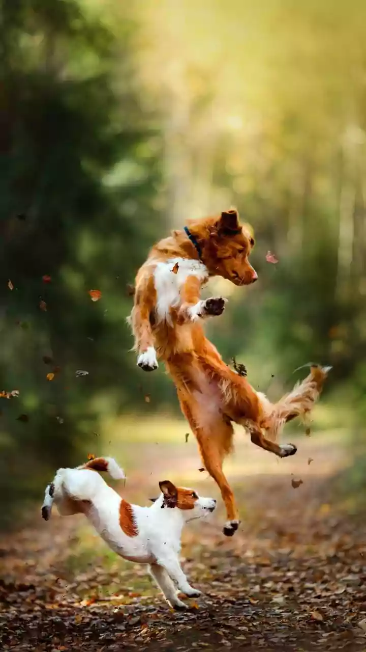 Dogs Add Joy To India’s Fitness Movement