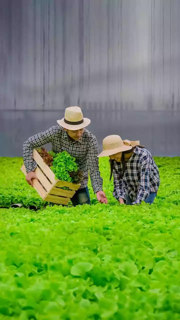 Soilless Greens Are Basically Plant Parenting On Easy Mode