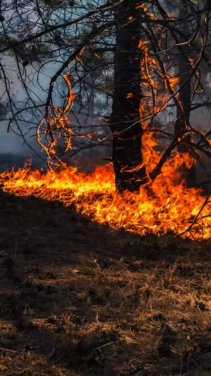 Rising Heat and Dry Summer Turn Himachal Hills into Tinderbox
