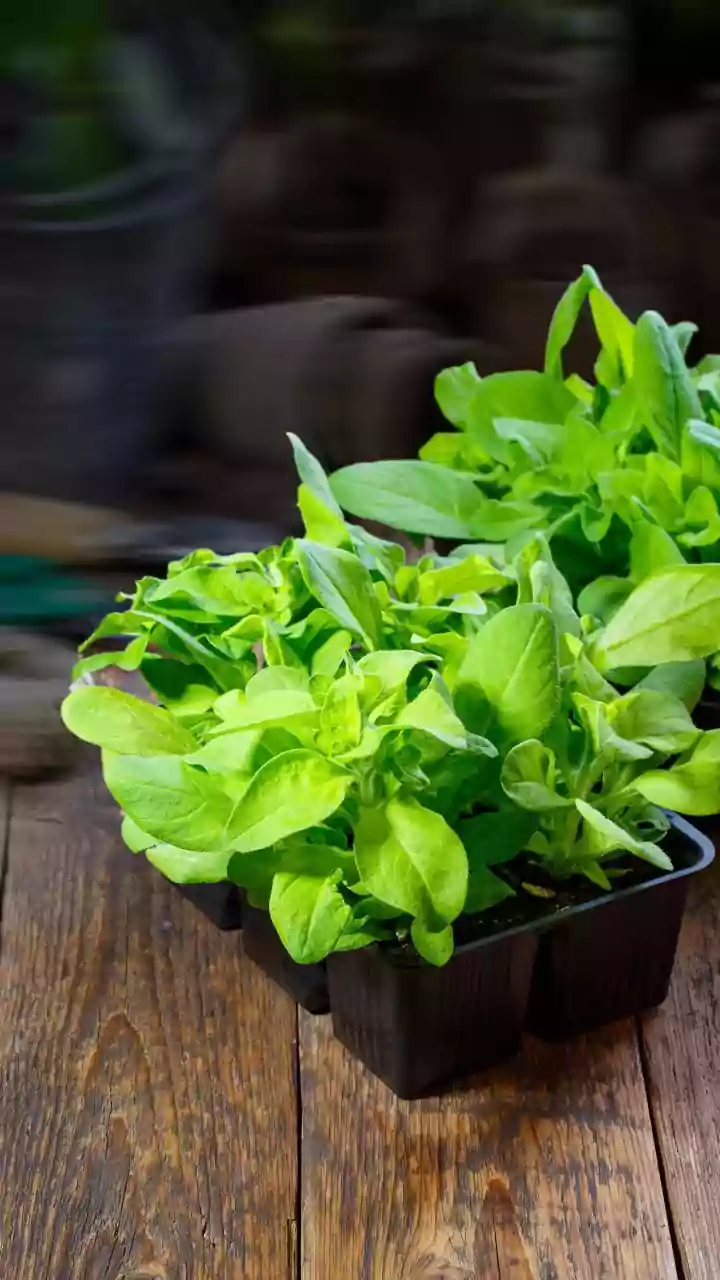 Latest Update On The Basics Of Growing Plants From Cuttings