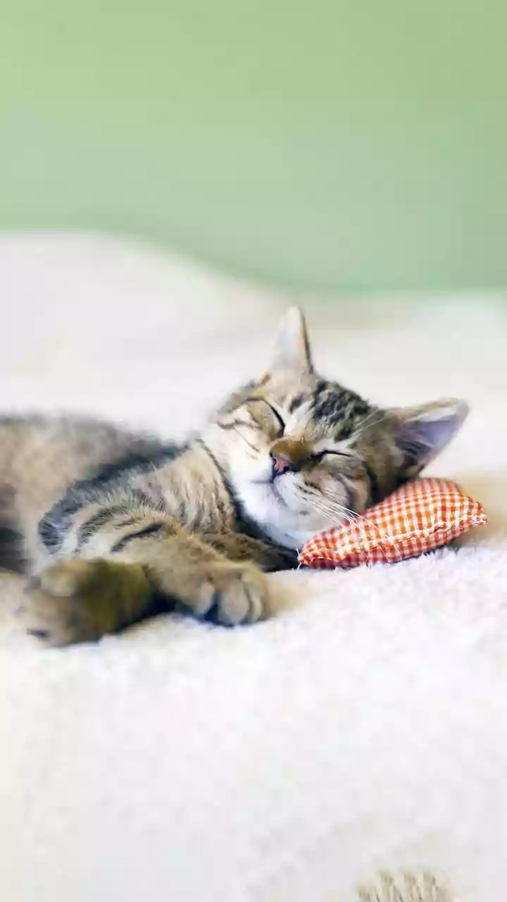 New Study Examines The Link Between Sleep Patterns And Daily Performance
