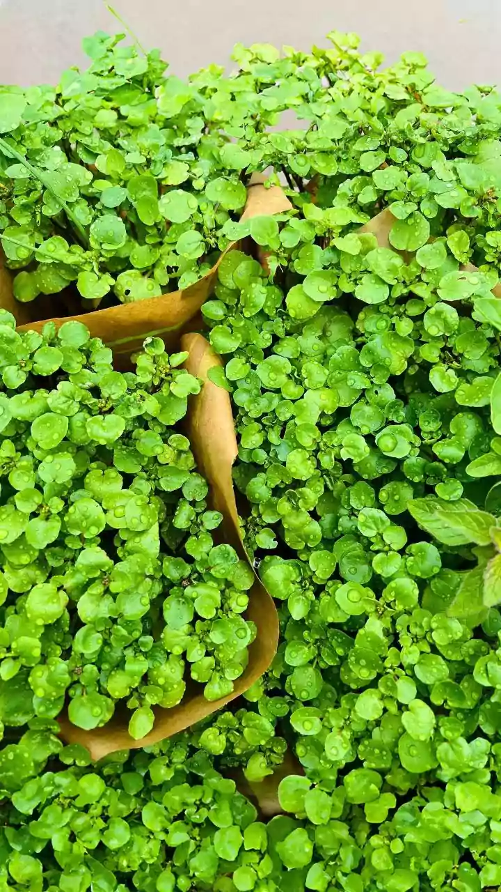 Why Tulsi Mint And Coriander Are The Best Winter Herbs To Grow In Windowsill Pots