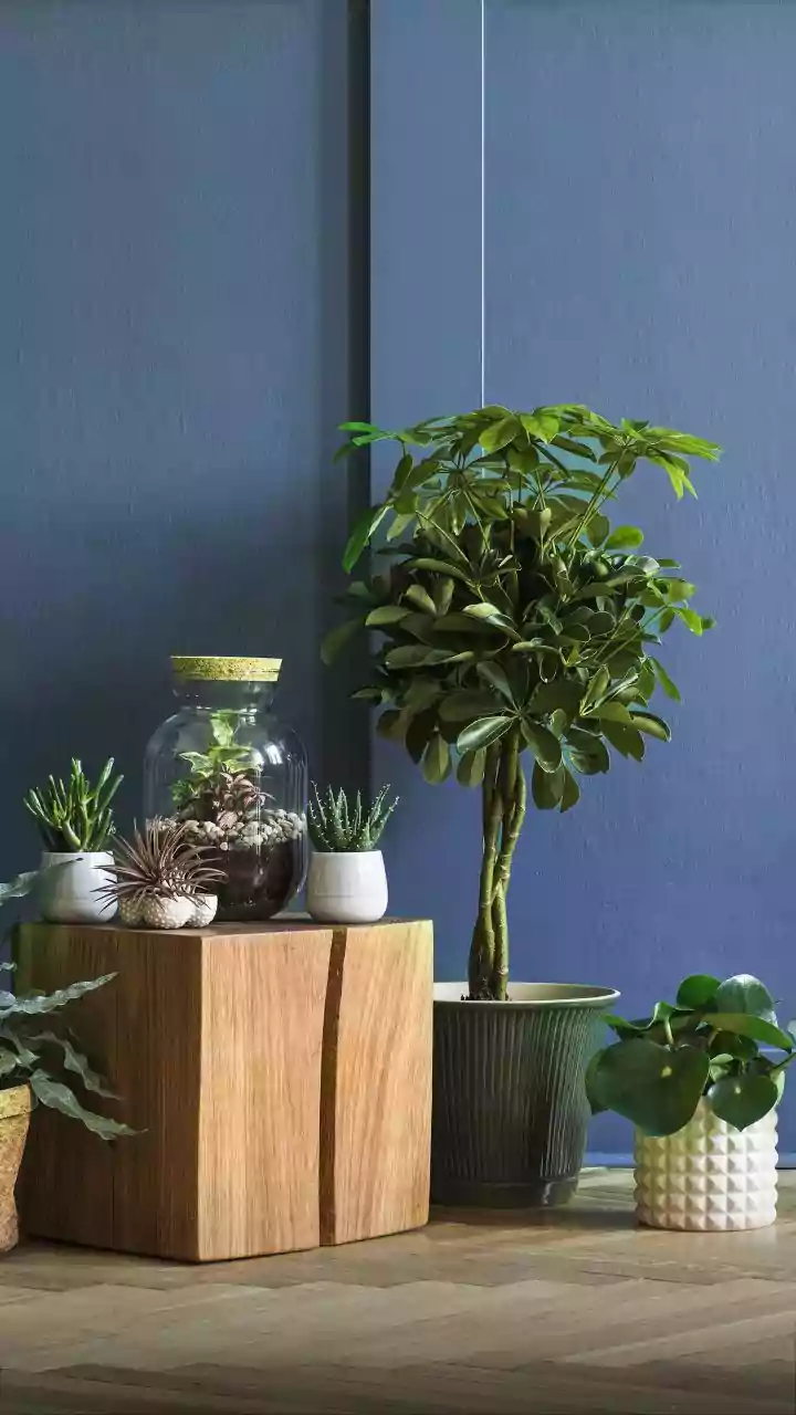 O que significa ter muitas plantas em casa, segundo a psicologia?