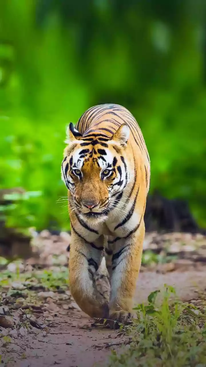 November Escapes: 6 Indian Tiger Reserves Await!