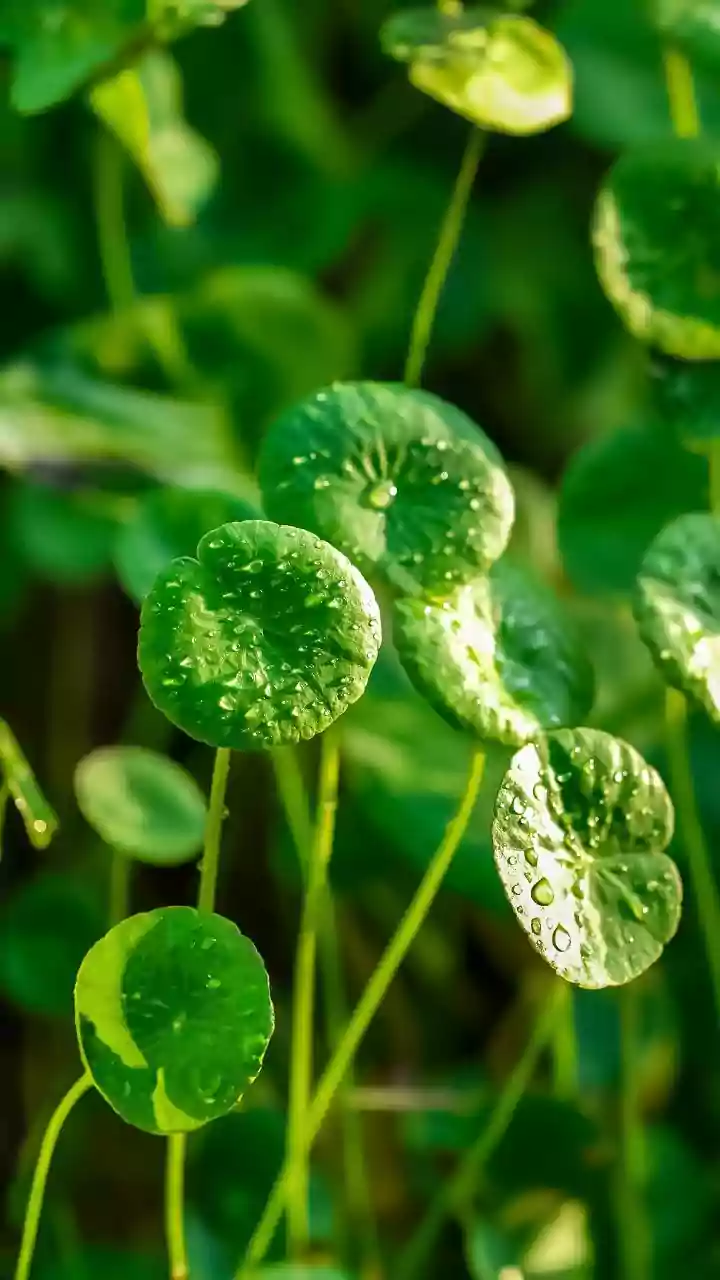 Easy Crops That Love India's Rainy Season