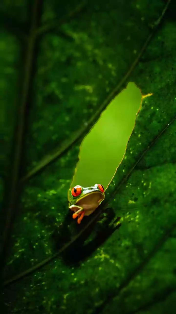 Inverteu o jogo? Aracnídeos estão caçando rãs nas florestas da América do Sul
