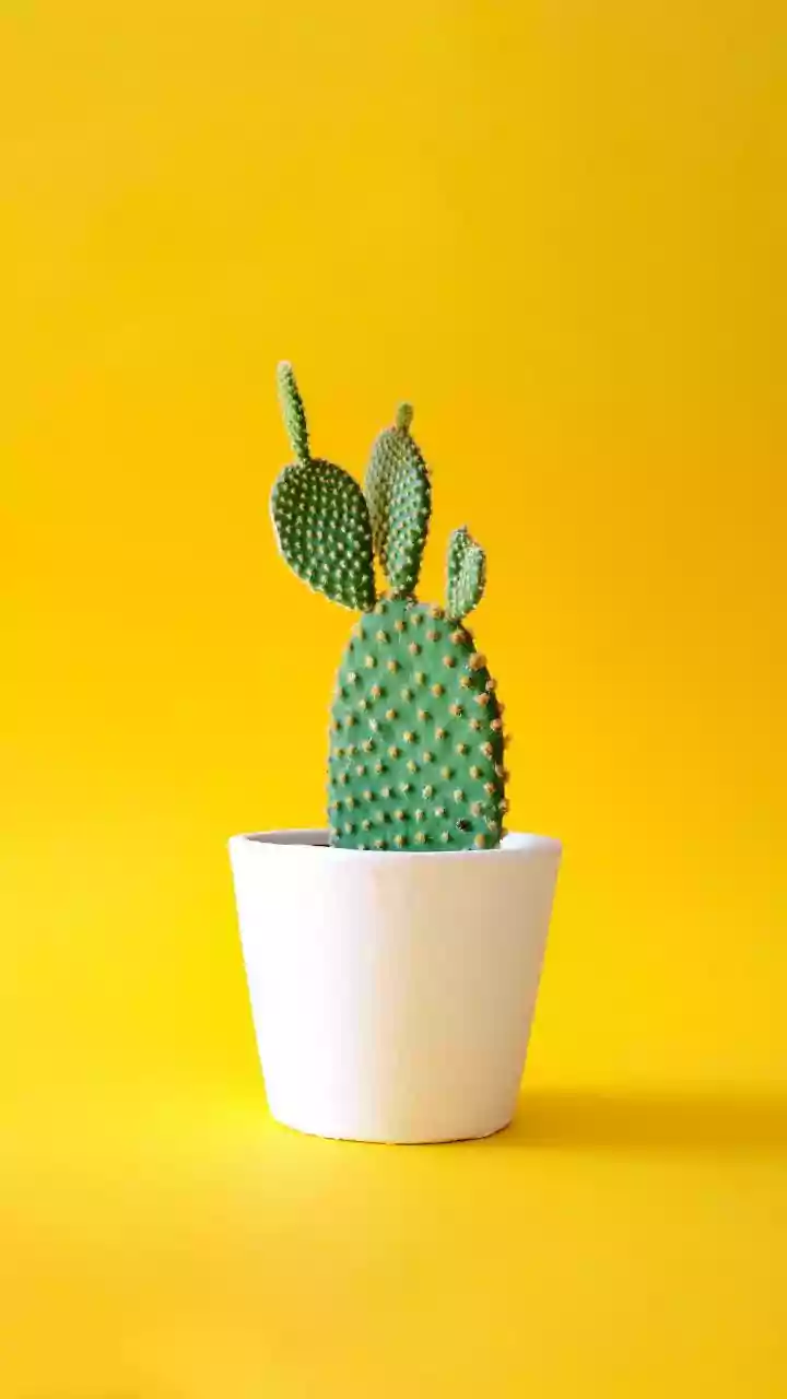 Prickly Pear Brings Desert Energy To Your Plate