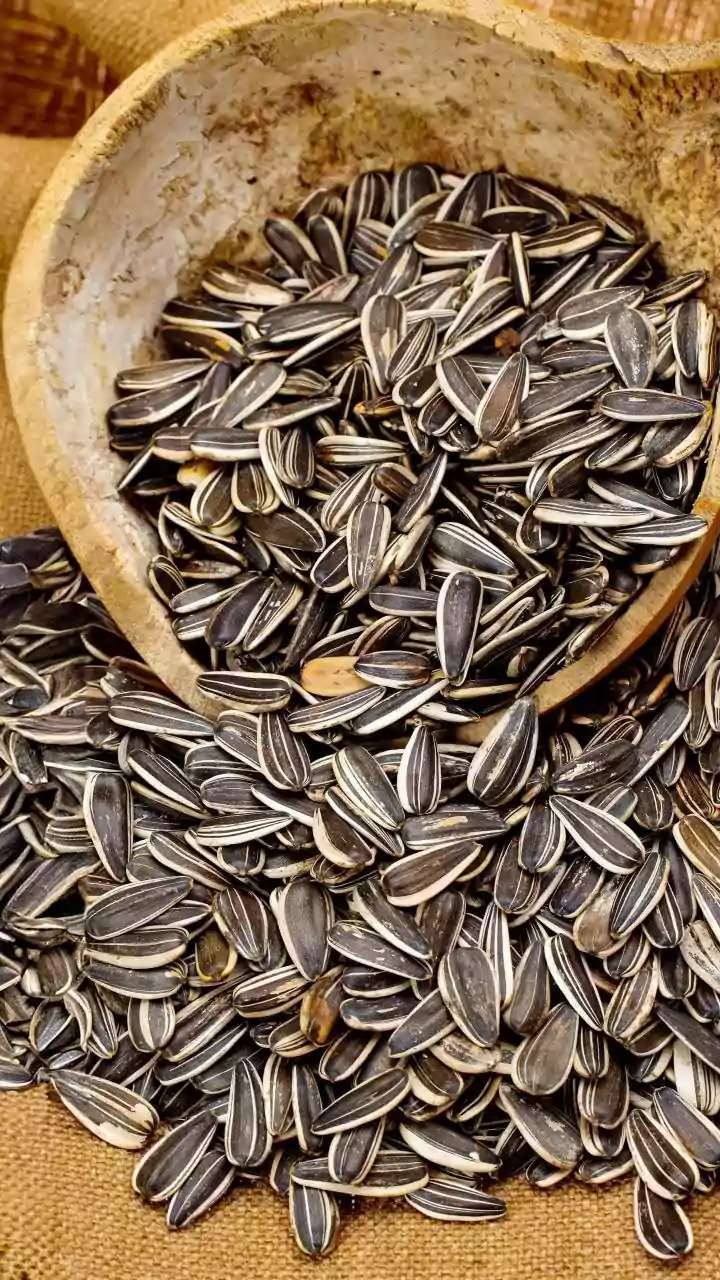 The August Sowing Window: Local Rainfall, Drainage and Sunlight and Container Depth Define August Seed Selection