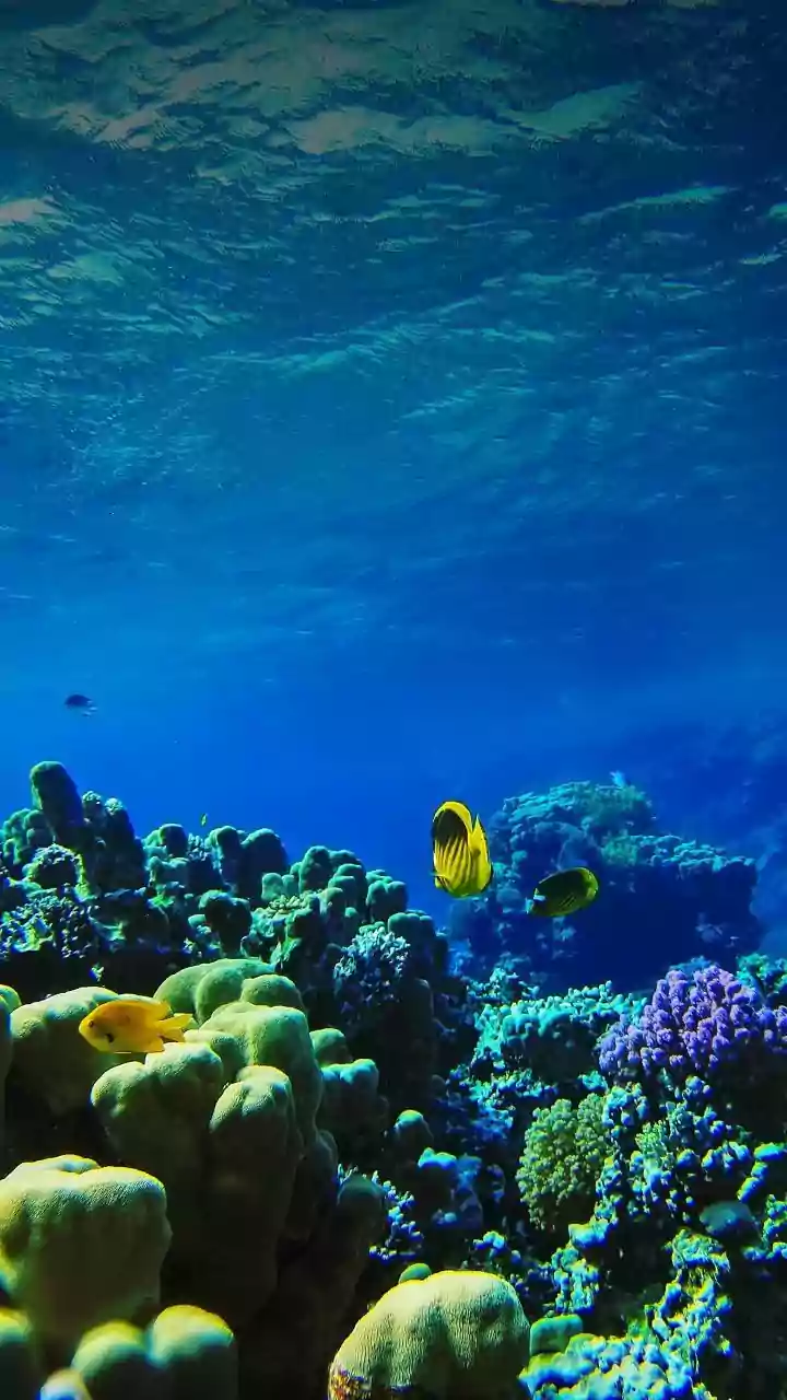 How Marine Scientists Deploy Heat Resistant Coral Varieties To Rebuild Damaged Barrier Reefs