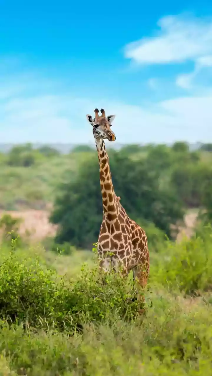 Unveiling 9 Giraffe Facts You Didn't Know!