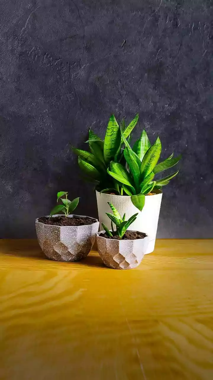 10 Snake Plants: Your Guide to Thriving Greenery