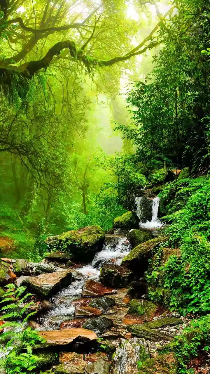 Monsoon Retreats In Wayanad: Peaceful Eco-Stays Surrounded By Misty Forests