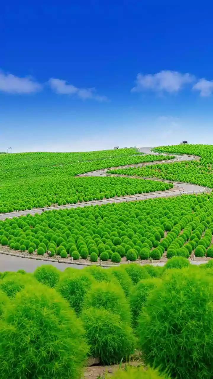 Punjab And Maharashtra Harvest Protection: AI Smartphone Sensors Detect Crop Diseases Early