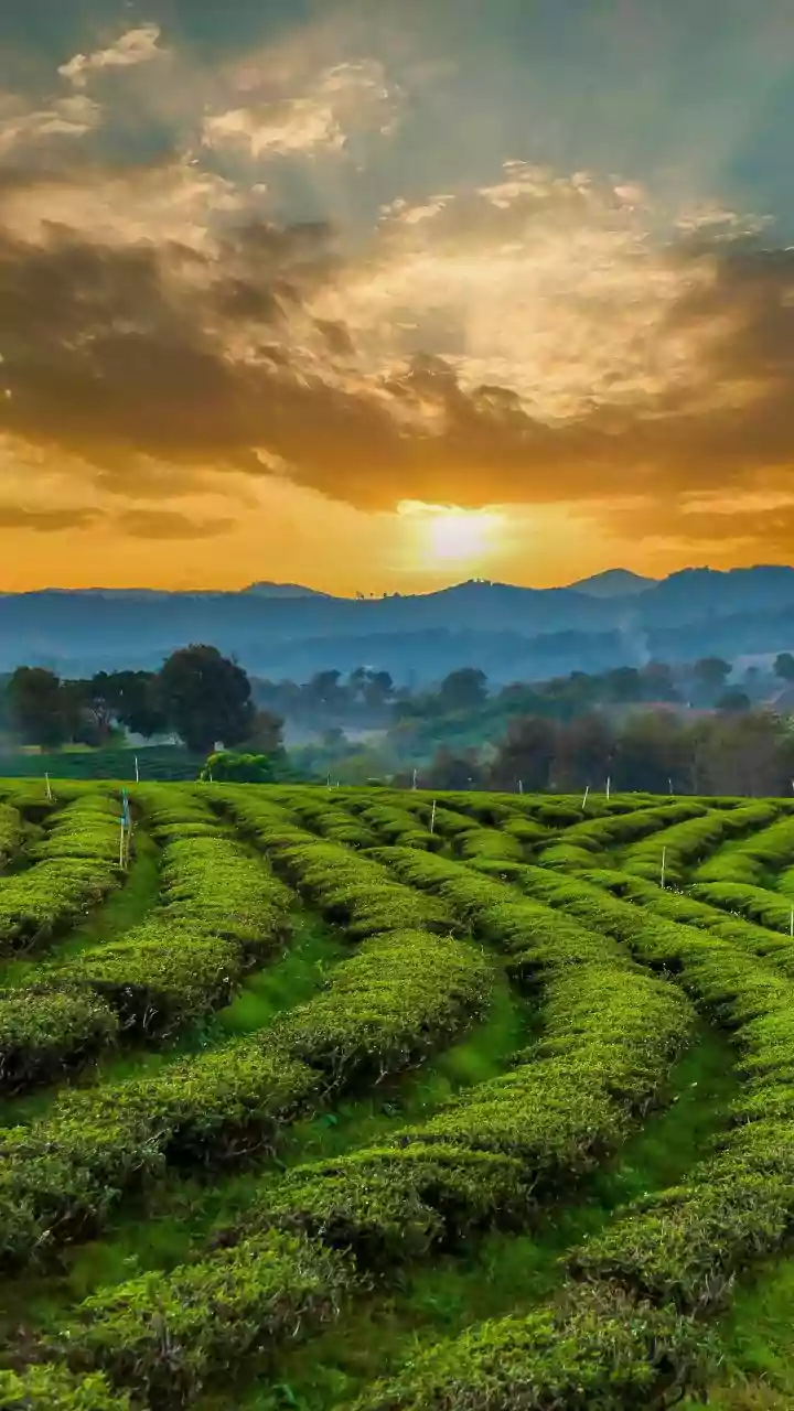 A Journey to Thailand's Oldest Organic Tea Farm: An Unforgettable Experience