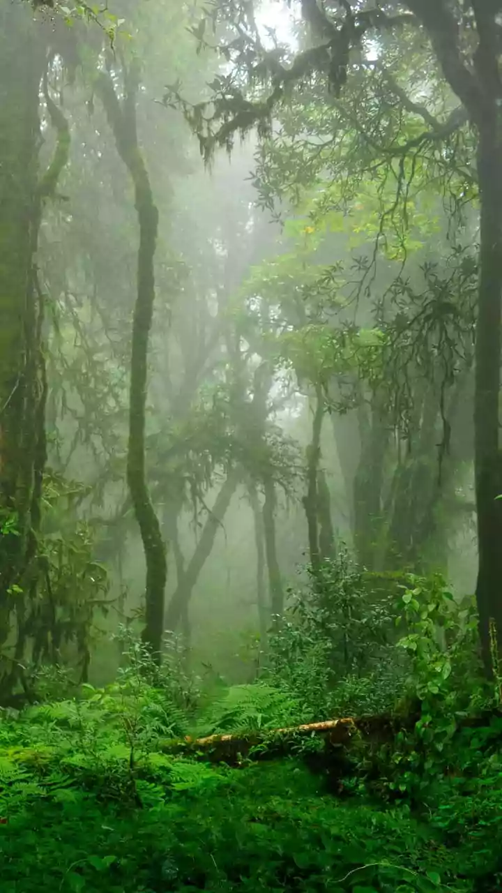 Unveiling Your Garden's Secret Snake Hangouts: Where They Hide and Why