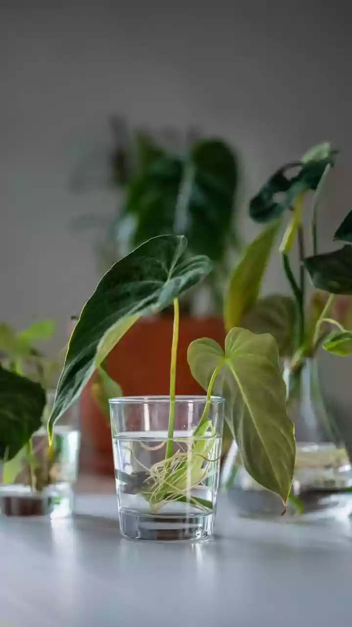 Upcycle Old Glass Jars Into Elegant Hydroponic Propagation Stations